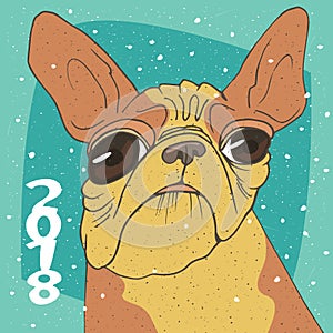 Ridiculous portrait of breed French bulldog