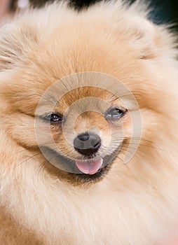 Ridiculous smiling spitz-dog