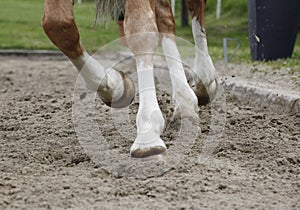 Riding arena floor