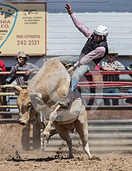 Riding the Bull