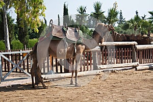 Riding a camel