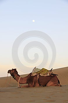 Riding a Camel, Jaisalmer Desert, Rajastan, India, 5th, January, 2012