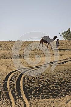 Riding a Camel, Jaisalmer Desert, Rajastan, India, 5th, January, 2012