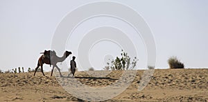 Riding a Camel, Jaisalmer Desert, Rajastan, India, 5th, January, 2012