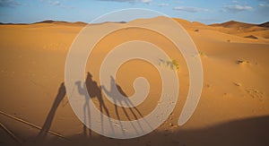 Riding camels across the Sahara desert, with shadows