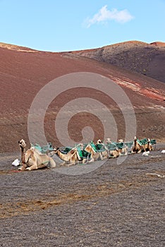 Riding camels in National Park of Timanfaya - Lanzarote Spain