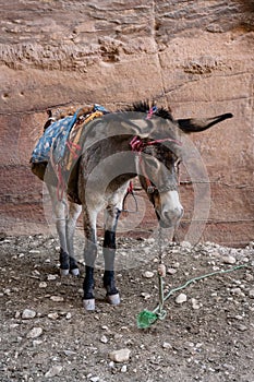 Riding Donkey in Petra, Jordan