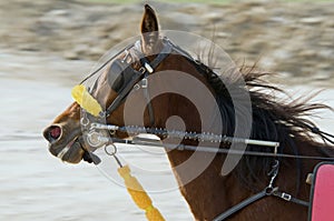 Sobre el caballo un caballo 