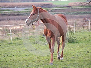 Riding horse with halter in corral between fields and meadows in late sunny autumn afternoon, brown horse with white bald spot