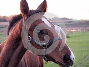 Riding horse with halter in corral between fields and meadows in late sunny autumn afternoon, brown horse with white bald spot