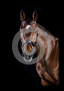 Riding horse head black background