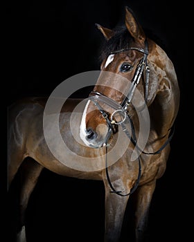 Riding horse in the studio