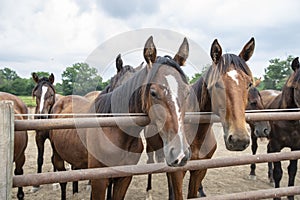 Riding horses