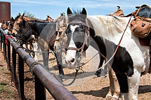 Riding Horses in the Country