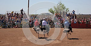 Riding ostrich race festival