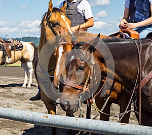 Riding saddled horses