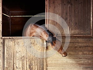 Riding school: horse looking out of stable