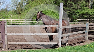 Riding school. Thoroughbred horse in an outdoor riding arena. Sunny day in spring.