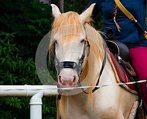 Riding a white gypsy horse