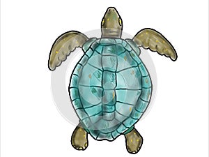 Ridley Sea Turtle Swimming Color Drawing