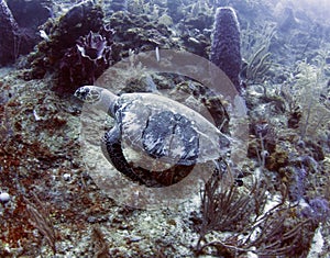 Ridley turtle swimming in coral, roatan, honduras