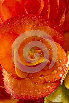 Rieger Begonia Flower Wet