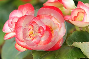 Rieger begonias