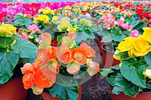 Rieger begonias photo