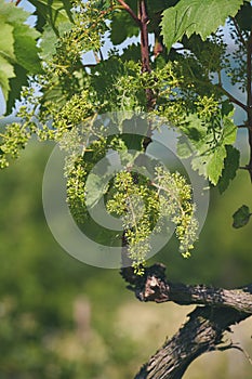 Riesling grape plant in a springtime in the vineyard