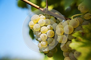 Riesling grapes