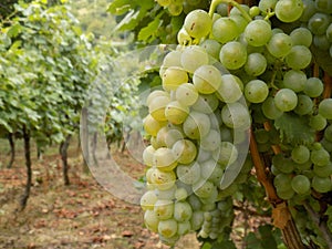 Riesling grapes photo