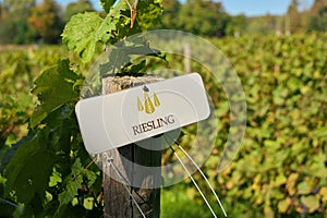 Riesling Grapes Sign on Fencepost in Vineyard