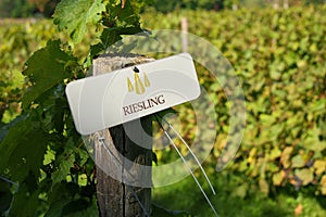 Riesling Grapes Sign on Fencepost in Vineyard