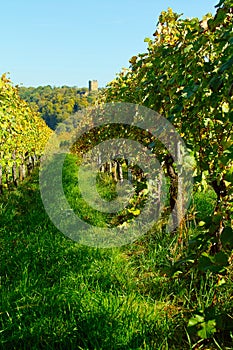 Riesling graves at a wineyard
