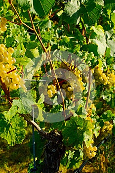 Riesling graves at a wineyard