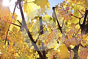 Riesling wine grapes