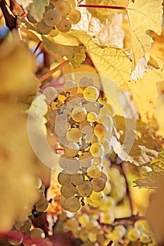 Riesling wine grapes photo