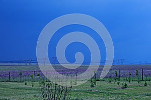 RIETVLEI NATURE RESERVE, TSHWANE, GAUTENG, SOUTH AFRICA - VIEW OVER FIELD OF PINK FLOWERS AND POWER LINES AT RIETVLEI