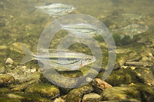 Riffle minnow Alburnoides bipunctatus underwater photography