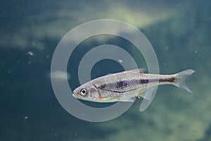 Riffle minnow