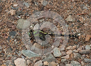 Riffle Snaketail