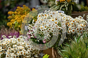 Riga, Latvia. Bouquets with different summer flowers on the Ligo holiday market.