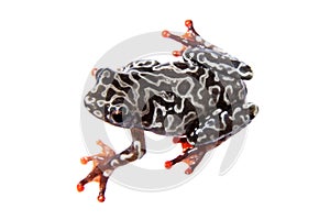 Riggenbach`s reed frog, female, Hyperolius riggenbach, on white