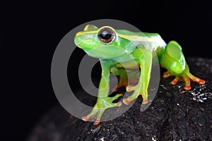 Riggenbach`s reed frog Hyperolius riggenbachi