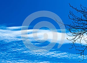 Right aligned naked tree branches with clouds background