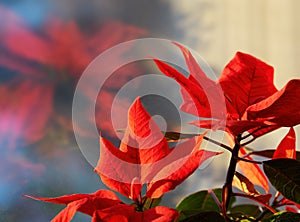 Right aligned red flower nature object backdrop