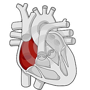 Right atrium - Heart - Human body - Education