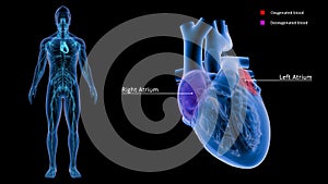 Right Atrium and Left Atrium of Heart