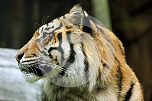 Right-facing Tiger