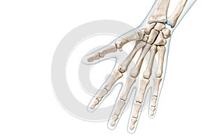 Right hand and finger bones palmar view with body contours 3D rendering illustration isolated on white with copy space. Human